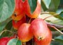 crab apple