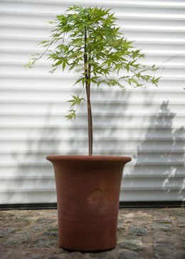 Acer palmatum 'Ryusen' (Japanese maple 'Ryusen')