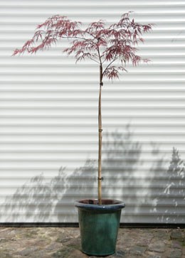 Acer palmatum var. dissectum 'Garnet' (Japanese maple Garnet)