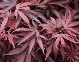 Acer palmatum 'Shaina' (Japanese maple 'Shaina')