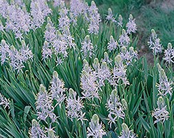 Camassia cusickii (Cusick's camass)