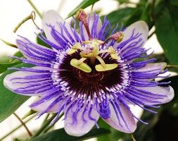 Passiflora 'Purple Haze' (passion flower)