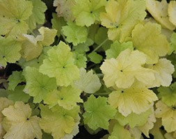 Heuchera 'Citronella' (PBR) (coral bells)