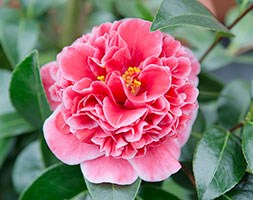 Camellia 'Volunteer' (volunteer camellia)