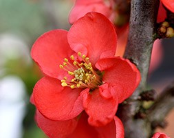 Chaenomeles 'Red Kimono' (flowering quince)