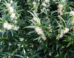 Sarcococca hookeriana 'Ghorepani' (christmas box)
