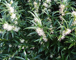 Sarcococca hookeriana var. hookeriana 'Ghorepani' (christmas box)