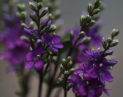 Hebe Garden Beauty Purple ('Nold') (PBR) (garden beauty purple hebe)