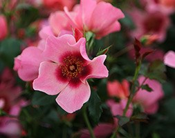 Rosa For Your Eyes Only ('Cheweyesup')  (PBR) (Rose of the Year 2015)