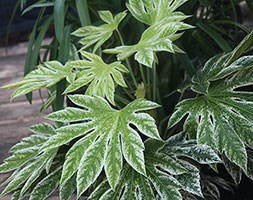 Fatsia japonica 'Spider's Web' (Japanese aralia)