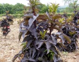 Sambucus nigra f. porphyrophylla Black Tower ('Eiffel 1') (PBR) (black tower elder)