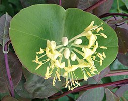 Lonicera 'Spring Purple' (PBR) (honeysuckle)