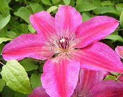 Clematis 'Ruby Wedding' (clematis (group 2))