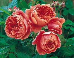 Rosa Summer Song ('Austango') (PBR) (rose Summer Song (shrub))