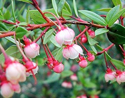 Ugni molinae 'kapow' (Chilean guava)