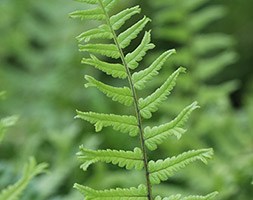 Blechnum penna-marina (alpine water fern)