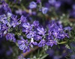 Rosmarinus officinalis 'Sissinghurst Blue' (rosemary)