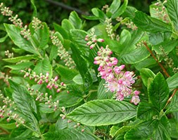 Clethra alnifolia 'Ruby Spice' (sweet pepper bush)