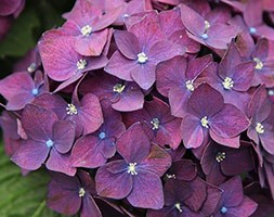 Hydrangea macrophylla 'Dark Purple' (hydrangea Dark Purple)