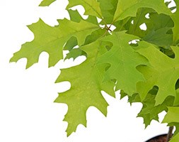 Quercus palustris 'Green Dwarf' (pin oak)
