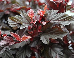 Physocarpus opulifolius Little Angel ('Hoogi016') (PBR) (ninebark)