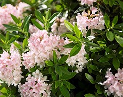 Rhododendron Bloombux ('Microhirs3') (PBR) (rhododendron (INKARHO group))
