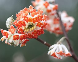 Edgeworthia 'Red Dragon' (paper bush)