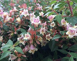 Abelia grandiflora Sunny Charms ('Minduo1')  (PBR) (abelia)