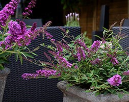 Buddleja 'Free Petite Dark Pink (PBR)' (butterfly bush Free Petite)