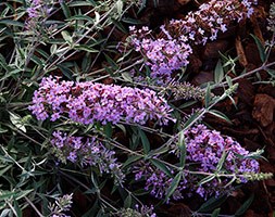 Buddleja 'Free Petite Lavender (PBR)' (butterfly bush Free Petite)