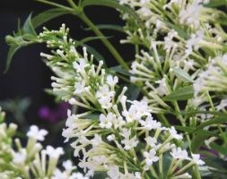 Buddleja 'Free Petite Snow White (PBR)' (butterfly bush Free Petite)