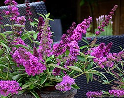 Buddleja 'Free Petite Tutti Fruitti (PBR)' (butterfly bush Free Petite)