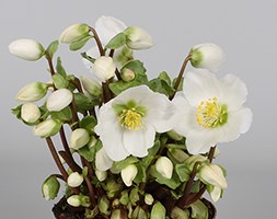 Helleborus 'Verboom Beauty' (Christmas rose hellebore)