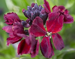 wallflower 'Purple Shades' (wallflower - Erysimum)