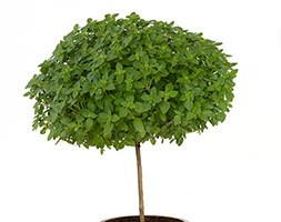 Basil Tree (grafted Greek basil tree)