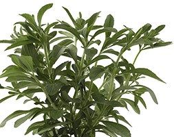 Stevia rebaudiana 'Sugar Love' (sweetleaf, sugarleaf)