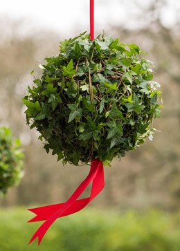 Living ivy ball (Living Ivy ball)