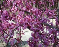 Cercis canadensis 'Lavender Twist  ('Covey') (PBR)' (American redbud)