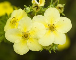 Potentilla fruticosa 'Primrose Beauty' (shrubby cinquefoil)