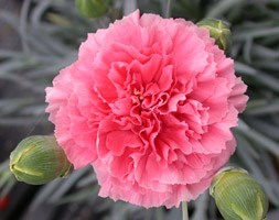 Dianthus Pink Fizz ('WP10 Xav04') (Scent First Series) (pot pink)