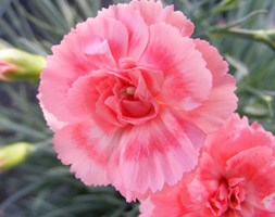 Dianthus RomanceÂ ('WP09 Wen04') (Scent First) (PBR) (pot pink)