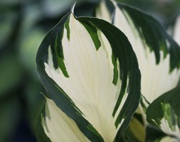 Hosta 'Fire and Ice' (plantain lily)
