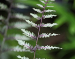 Athyrium niponicum var. pictum 'Ursula's Red' (Japanese painted fern)