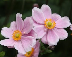 Anemone x hybrida 'Montrose' (Japanese Anemone)