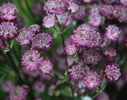 Astrantia 'Moulin Rouge' (PBR) (masterwort)