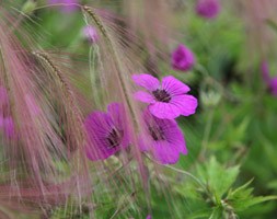 Hordeum jubatum (squirrel tail grass)