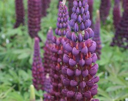 Lupinus 'Masterpiece' (PBR) (west country lupin)