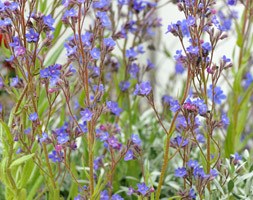 Anchusa azurea 'Dropmore' (alkanet)