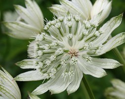 Astrantia major 'Large White' (masterwort)