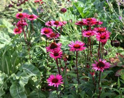 Echinacea purpurea 'Vintage Wine' (PBR) (coneflower)